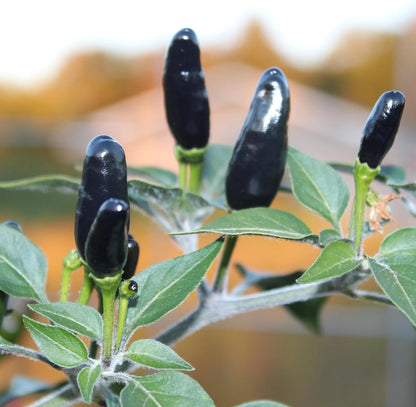 Premium Black Cobra Pepper (Capsicum Annuum) - Rare & Exotic Hot Chili Pepper, Perfect for Home Gardening and Gourmet Cooking (4 bkcbr pep Cups)