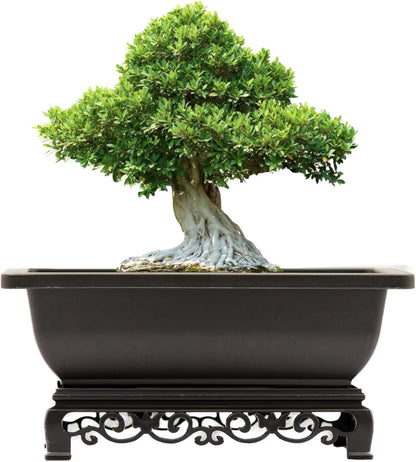 Bonsai Pots 7.5 Inch Antique Brown Bonsai Training Pots with Elegant Stand 2-Pack with Mesh Drainage Luxurious Indoor Recycled Plastic Planters