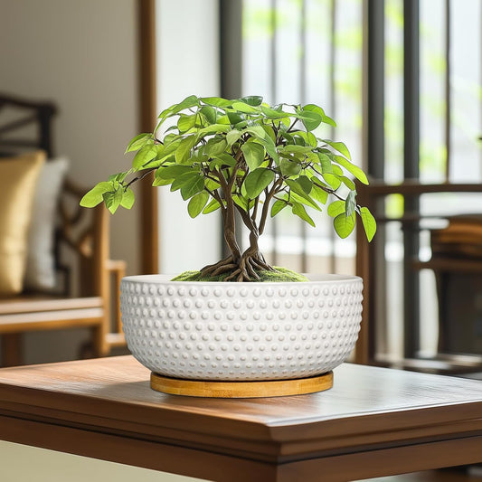 Succulent Pots 8 Inch - Ceramic Bonsai Planters for Indoor Plants, Plant Pot with Drainage Hole and Saucer, Shallow Round Flower Planter, Modern Room Decor, Gifts for Plant Lover, White