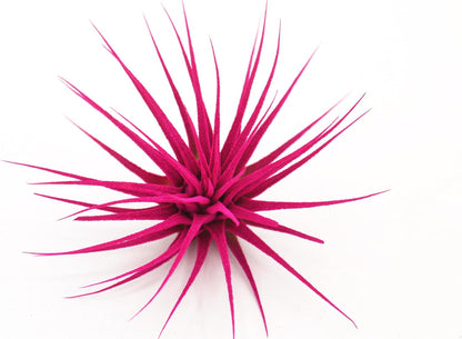 Dyed Tillandsia Ionantha Guatemala Enhanced Colored Colorful Air Plant Live Easy Care Indoor Outdoor Home Decor Gift Airplant by Awesome Industries Live Arrival Guaranteed (Pink)