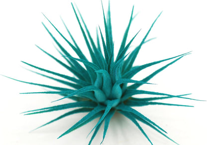 Live Extra Large Tillandsia Ionantha Guatemala Enhanced Colored Colorful Air Plant 3+ inch Easy Care Indoor Outdoor Home Decor Gift Airplant Awesome Industries Live Arrival Guaranteed (Teal XL)