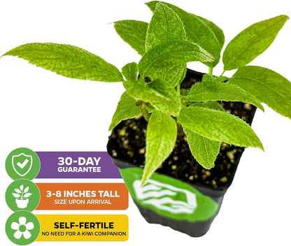 Issai Kiwi Vine Live Plant - Actinidia arguta by Wellspring Garden - Hardy Kiwi Fruit Trees Live Plant - Thriving Fruit Tree Starter for Your Garden - Starter Plant