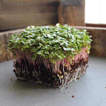 Radish Sprouting Seed - Red Arrow Variety - 4 oz Seed Pouch - Heirloom Radish Sprouts - Non-GMO Sprouting and Micro Greens
