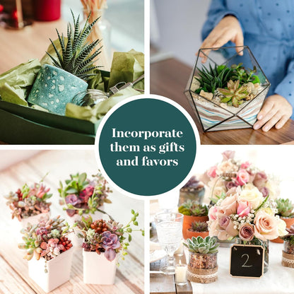 Shop Succulents Unique Succulent Plant Pack Collection - Live Mini Succulent Plants, Low Maintenance, Exceptional Colors & Textures - Wedding and Party Favors, Gift & Garden, Pack of 12