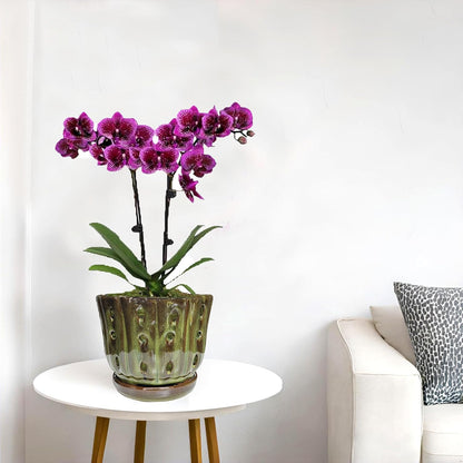 Ceramic Orchid Pots with Attached Saucer and Drainage Hole 6'' Orchid Planter (mossgreen)