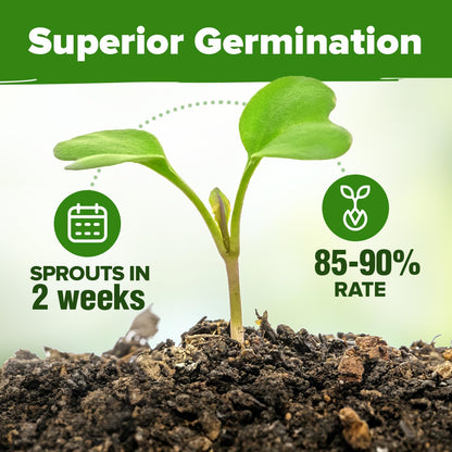HOME GROWN 25 Herb Seeds for Planting 8,700+ Non-GMO Heirloom Seeds | Extra Large Variety Pack Herb Kit – Indoor Outdoor & Hydroponic | Culinary Seed Set | Grow Your Own Herbs | Gardening Gift