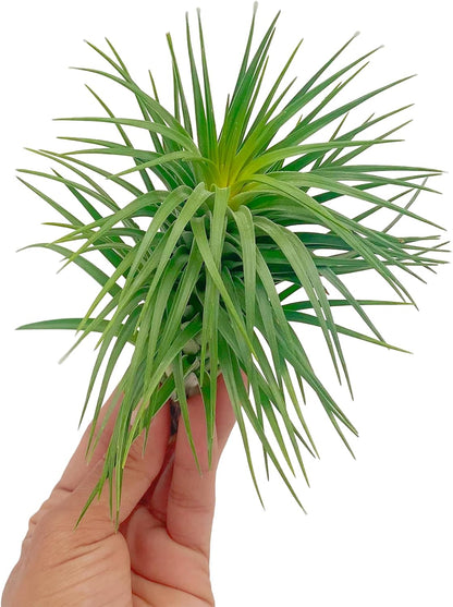 Air Plants - Flowering Tillandsia Pink Paske Large 5" - 2ct - Live Arrival Guaranteed - House Plants for Home Decor & Gift