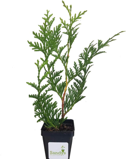 Thuja Green Giant Arborvitae Lot of 4, 3 Inch Pot