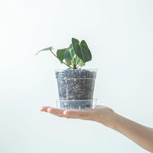 4 Inch Clear Plastic Plant Pot with Drainage Holes, Interlocking & Detachable Tray - Deep Saucer - Durable BPA-Free Plastic, Transparent Design, Raised Base for Airflow, Set of 12, 92-X-B-2