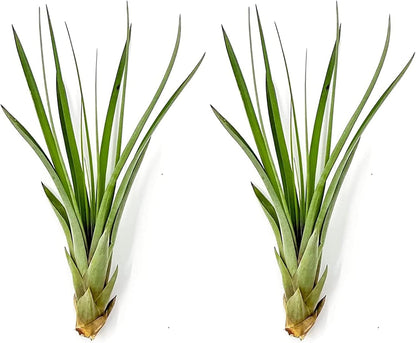Air Plants - Tillandsia Fasciculata Tricolor, Large 4-6" - 2ct - Live Arrival Guaranteed - House Plants for Home Decor & Gift