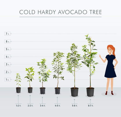 Brighter Blooms - Cold Hardy Avocado Tree, 2-3 ft. - No Shipping to AK, AZ, HI, OR