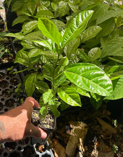 Lilikoi Yellow Passion Fruit Plant - Yellow Passion Fruit Vine - Live Plant