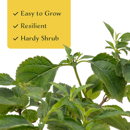 6 Dallas Red Lantana | Live Plants in 2.5-inch Nursery Cubes | Lantana Camara 'Dallas Red' Variety | Hardy Evergreen Perennial Shrub | Fiery Vibrant Blooms for Home & Garden