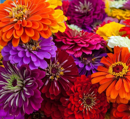 Zinnia Seeds for Planting – Non-GMO Heirloom Zinnia Flower Seeds – Full Instruction Packets to Plant in Your Home Outdoor Garden – Gardening Gift – 50 California Giant Zinnia Seeds (5 Packets)