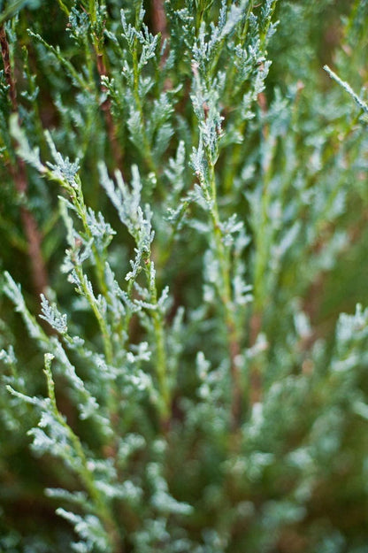 Skyrocket Juniper | 3 Live Gallon Size Trees | Juniperus Scopulorum | Drought Tolerant Cold Hardy Formal Upright Evergreen Plant