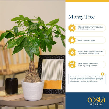 Costa Farms Money Tree Live Plant | 8-10 Inches Tall | Easy to Grow Indoor Houseplant in 2.5 Inch Plant Pot | Live Bonsai Home, Office, or Room Decor | Garden, Birthday, and Housewarming Gift