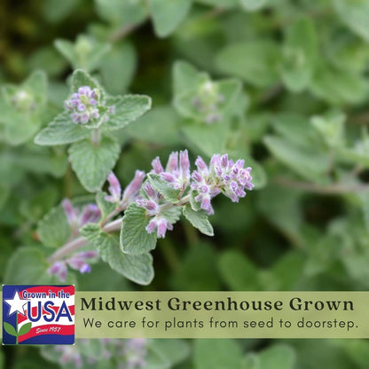 Clovers Garden Catmint (Nepeta) Plants – Two (2) Live Plants – Non-GMO - Not Seeds - Each 4" to 8" Tall – in 4" Inch Pots – Natural Mosquito Plant - Hardy Flowering Perennial Herb, Pollinator Favorite