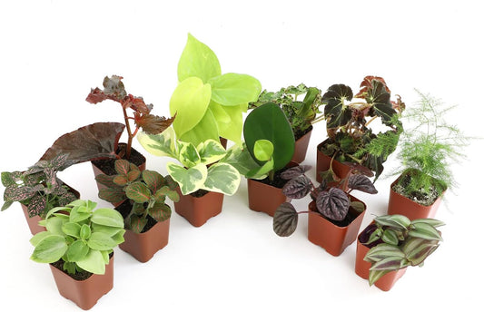 Altman Plants Live Houseplants (12PK), Indoor Plants for Delivery Prime, Live Plants and Gardening Gifts for Plant Lovers, Planters for Indoor Plants with Potting Soil, Live House Plants Indoors Live