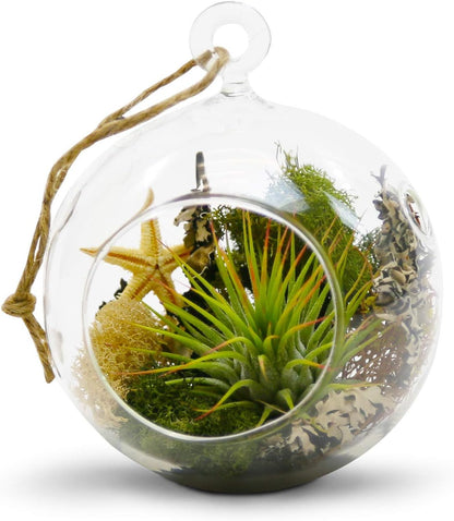 WGV Hanging Terrarium Globe, Width 4", Height 4.75", DIY Air Planter, Clear Glass Round Vase, Candle Holder, Home Office Decor Orb, 1 Piece