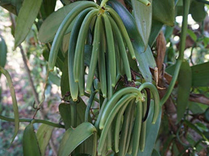 8oz Madagascar Organic Vanilla Beans Grade A. Certified USDA Organic. Fresh 6"-8" for Cooking, Baking and Extract by FITNCLEAN VANILLA| 0.5 lb Bulk NON-GMO Whole Bourbon Gourmet Pods.