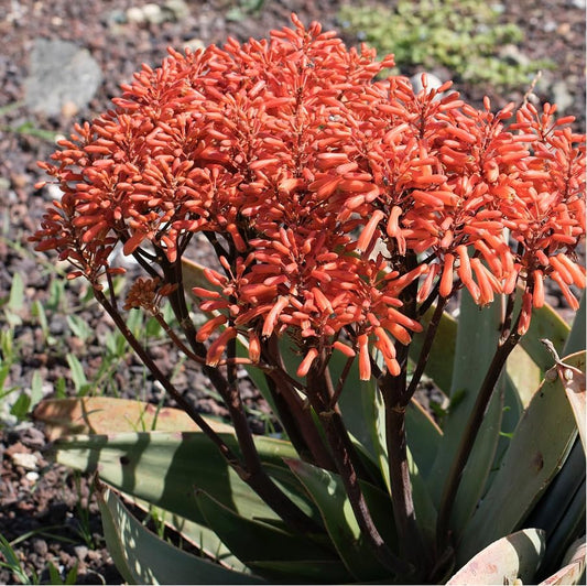 Coral Aloe Plants (Aloe striata) - Live Succulent with Striking Pink Edges and Smooth, Flat Leaves for Indoor/Outdoor Gardening (4 Coral Aloe sacs)