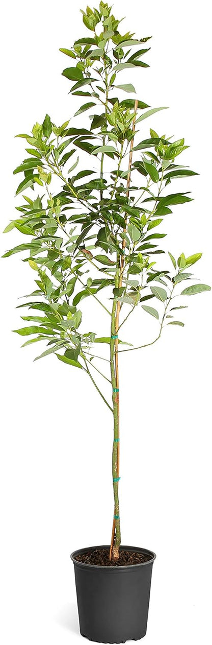 Brighter Blooms - Cold Hardy Avocado Tree, 5-6 ft. - No Shipping to AK, AZ, HI, OR