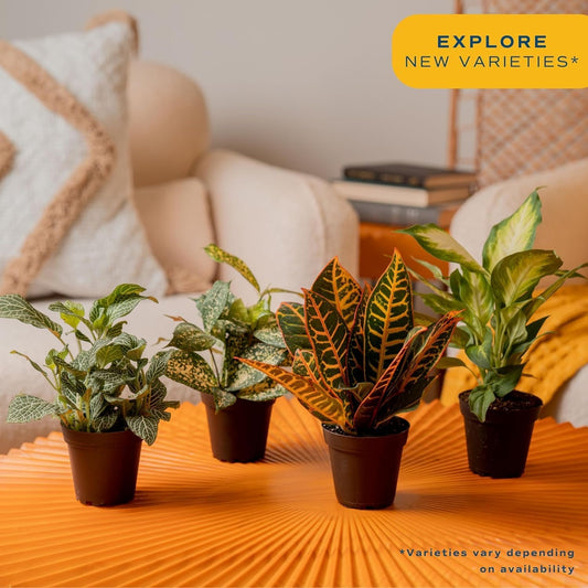 Costa Farms Live Plants (Pack of 4), Easy to Grow Live Indoor Houseplants in 3.8-Inch Plant Pots, Hand-Selected Varieties, Home and Room Decor, 8-10 Inches Tall
