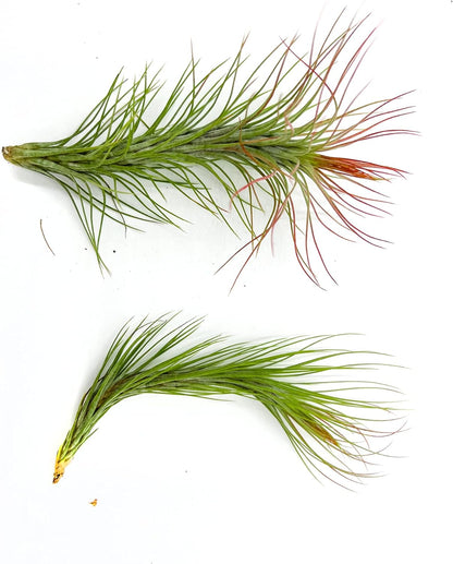 Air Plants - Tillandsia Funckiana Hybrid, Large 5-7" - 2ct - Live Arrival Guaranteed - House Plants for Home Decor & Gift