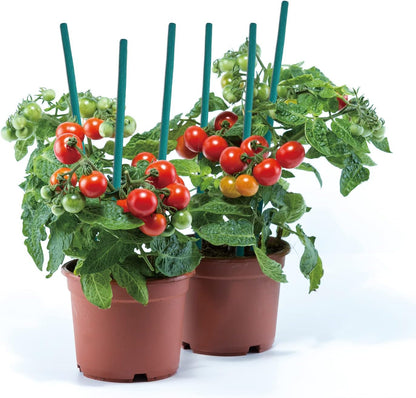 Green Bamboo Sticks Plant Stakes, Plant Support Sticks for Indoor Plants, GAGINANG Sturdy Bamboo Stakes, Floral Plant Support for Indoor and Outdoor Plants 25 Pack（15 Inches）