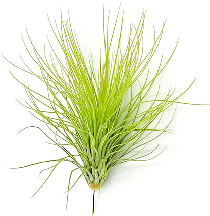 Air Plants - Tillandsia Andreana, Large 4-6" - 2ct - Live Arrival Gauranteed - House Plants for Home Decor & Gift
