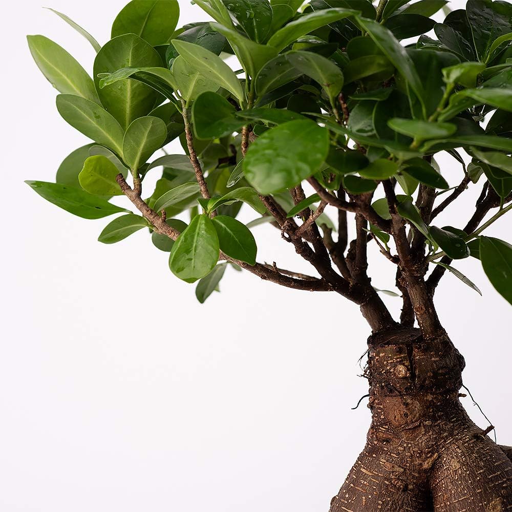 American Plant Exchange Ficus Ginseng Microcarpa – 4-Inch with Pot – Live Easy Care Bonsai Tree, Air Purifying Indoor Plant for Home, Office, or Zen Décor