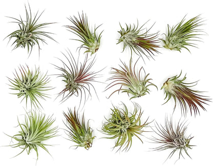 Air Plants - Tillandsia Ionantha Pack, Regular 1-3" - 12ct - Live Arrival Guaranteed - House Plants for Home Decor & Gift