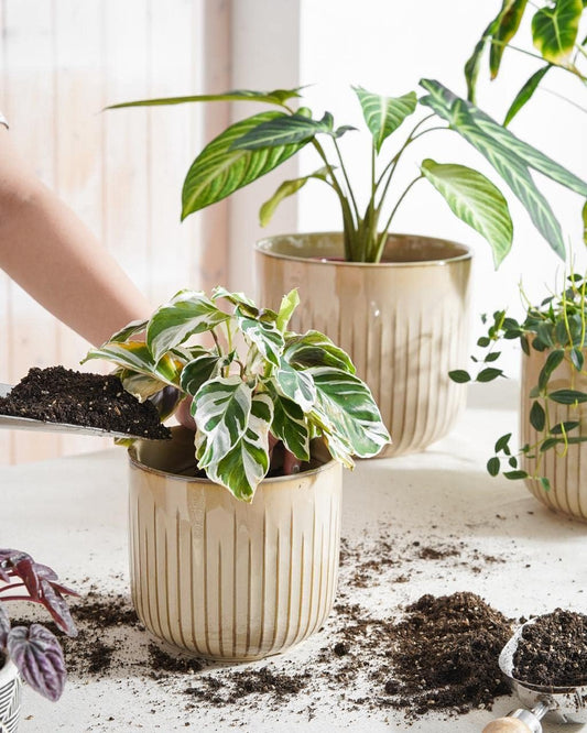 LE TAUCI Fluted Ceramic Planters Set of 3 – 8.3/7 / 5.7 in Cloud Cream Reactive Cylinder Indoor Plant Pots with Drainage Plug & Mesh, Glossy Stoneware Flower Pots for Succulents Herbs