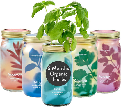 Modern Sprout New & Improved Mason Jar Grow Set, Indoor Herb Garden, Seed Starter Set, Organic Seeds, Hydroponic Growing (Basil + Mint + Parsley + Cilantro + Rosemary)