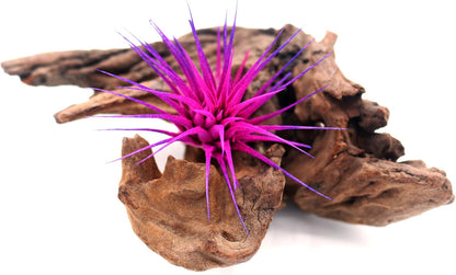 Dyed Tillandsia Ionantha Guatemala Enhanced Colored Colorful Air Plant Live Easy Care Indoor Outdoor Home Decor Gift Airplant by Awesome Industries Live Arrival Guaranteed (Moonbeam)