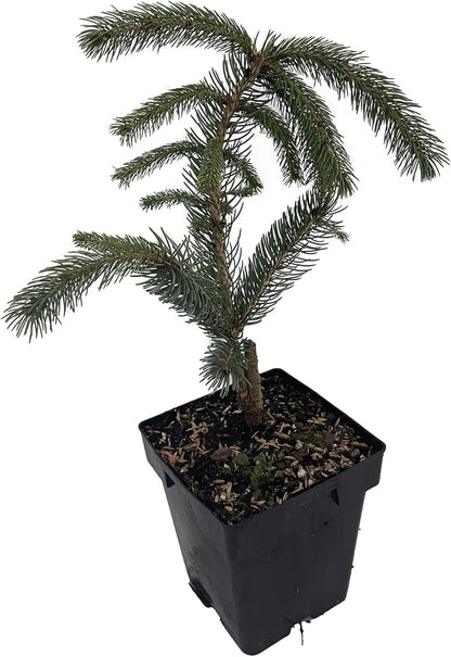 Weeping White Spruce Tree - Picea glauca Pendula - 5.5" Pot