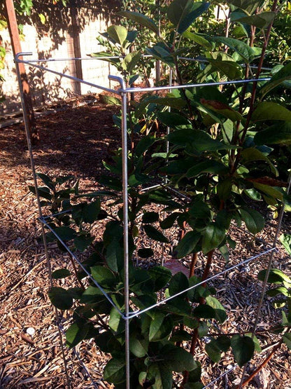 Galvanized Square Folding Tomato Cage Plant Support Stake Tower 12 inch by 46 inch, Pack of 5 Sets(
