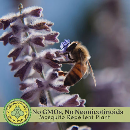 Clovers Garden Russian Sage Plants – Two (2) Live Plants – Non-GMO - Not Seeds - Each 4" to 8" Tall – in 4" Inch Pots – Hardy Flowering Perennial, Pollinator Favorite