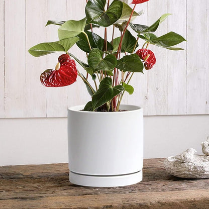 Ceramic Plant Saucer 8 inch White, Planter Water Drip Trays for Indoor Plants, Thick Durable Sturdy Flower Pot Saucers for Glazing Pots Base, Sizes 4-12 inch