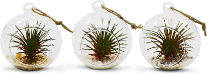 WGV Hanging Terrarium Globe, Width 2.5", Height 3", DIY Air Succulent Planter, Clear Glass Vase Orb with Flat Bottom, Candle Holder for Windowsill Outdoor Garden Decor, 12 Pieces Bulk