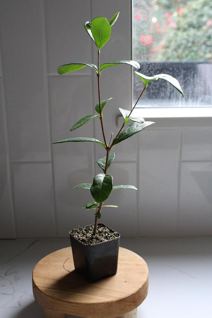 MYSHELFIE Pineapple Guava Starter Plant 5-6 inches, 2 inch Pot, Tropical Evergreen Shrub Edible Fruit Garden Purple Flowering Landscaping Live Vine Starter (1)