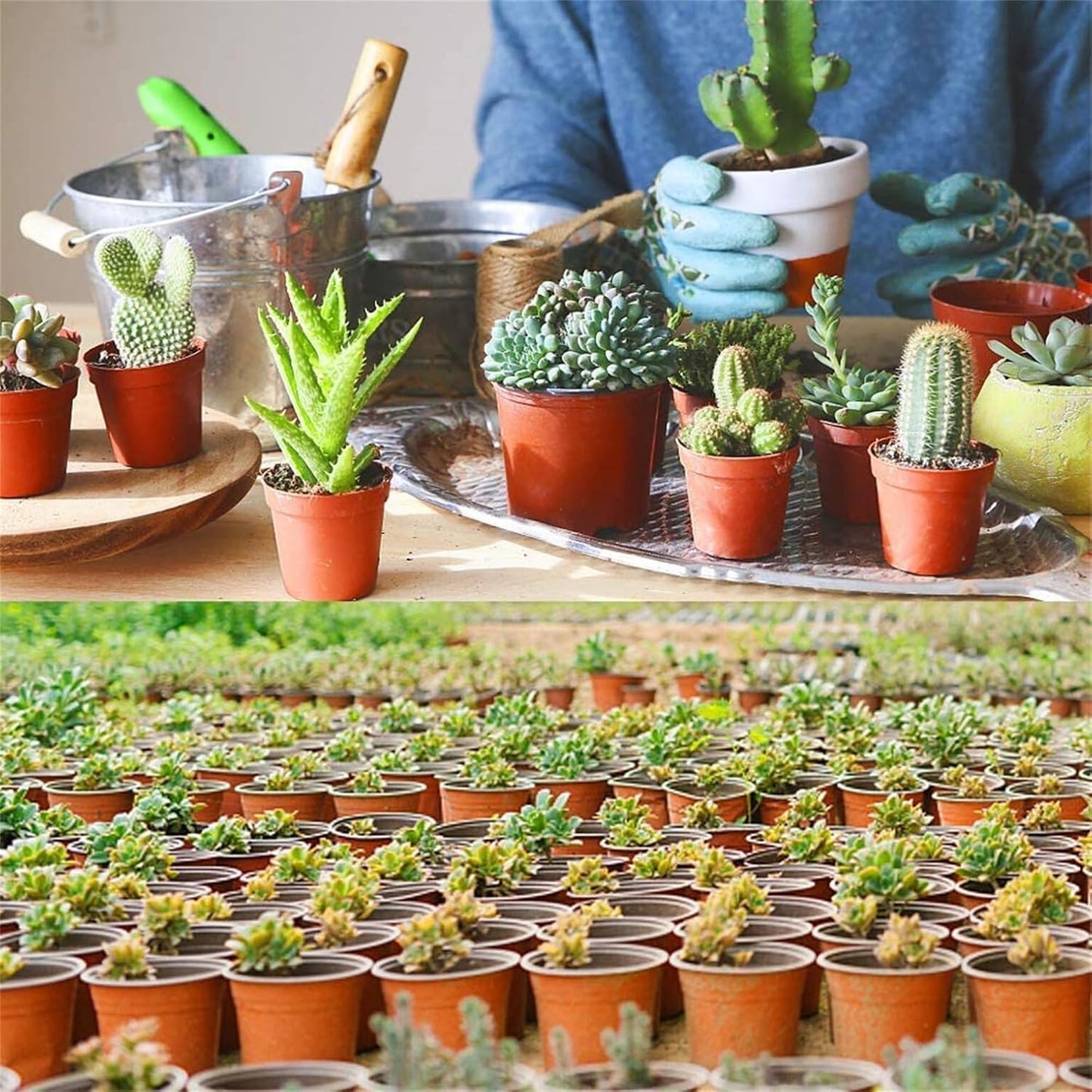 100 PCS 8 Inches Plastic Plant Nursery Pots Reusable for Succulents Seedlings Cuttings TransplantingSeedlings Plastic Plant Pots with Drainage Holes