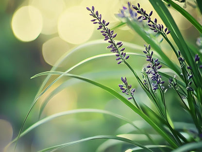 Big Blue Liriope Muscari - 12 Live 4 Inch Pots - Drought Tolerant Low Maintenance Evergreen Plants Grass Lilyturf