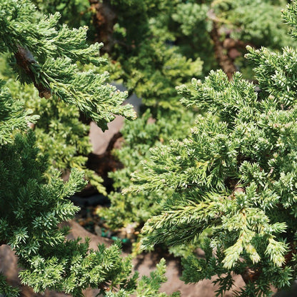 Brussel's Bonsai Live Green Mound Juniper Bonsai Tree - Medium, 5 Year, 6 to 10 Inches - Outdoor Bonsai Tree Live with Water Bonsai Pot (Not Sold in California)