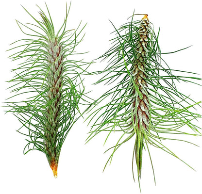 Air Plants - Colombian Tillandsia Funckiana, Large 5" - 2ct - Live Arrival Guaranteed - House Plants for Home Decor & Gift