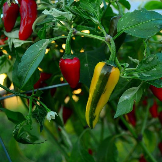 Fish Pepper - 25 Seeds - Heirloom Chili Variety, Unique Variegated Leaves & Fruit, USA-Grown Chile Seeds, Non-GMO Vegetable Seeds for Planting Outdoors in The Home Garden, Thresh Seed Company
