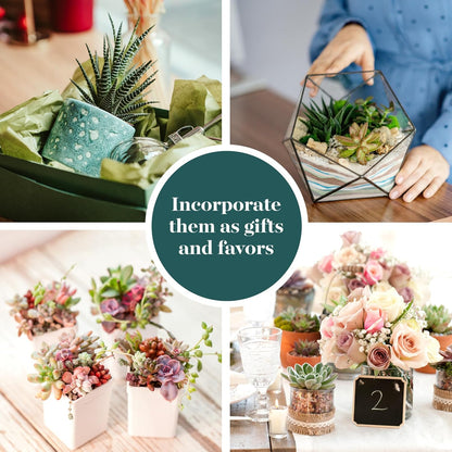 Shop Succulents Assorted Succulent Plant Pack Collection - Live Mini Succulent Plants, Low Maintenance, Mixture of Colors & Textures - Wedding and Party Favors, Gift & Garden, Pack of 5