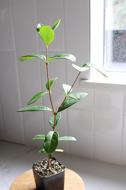 MYSHELFIE Pineapple Guava Starter Plant 5-6 inches, 2 inch Pot, Tropical Evergreen Shrub Edible Fruit Garden Purple Flowering Landscaping Live Vine Starter (3)
