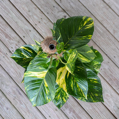 United Nursery Golden Pothos Totem – 10-Inch Pot – 38–42” Tall – Indoor Climbing Houseplant with Heart-Shaped Variegated Leaves – Easy-Care, Air-Purifying Tropical Plant for Home or Office Decor