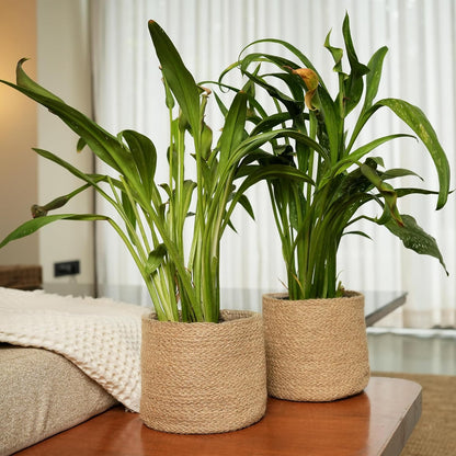 Jute Planter Basket-Woven Jute Rope Covers for Decorating Indoor/Outdoor Succulents, Small Plant Pots-Set of 2-Multi-Purpose Storage Bins 6.5 Inches - Modern Style Décor- Brown
